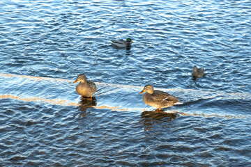 Few wild birds in the water. Flock of wild mallard ducks swims in lake. Many wild ducks swim in the river.