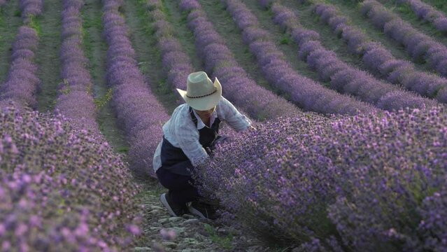 Lavender Fields Herb Farm. A woman farmer in a field checks the bushes of flowering lavender