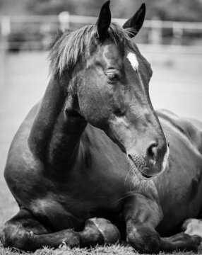 Ein American Quarter Horse, Mustang, Paint Horse Mix  Pferdeportrait in schwarz weiß