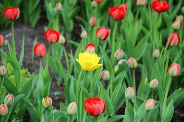 Flowers of Elagin Island in St. Petersburg