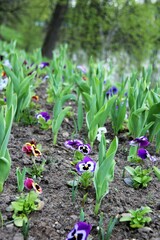 Flowers of Elagin Island in St. Petersburg