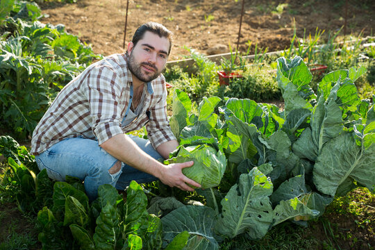 Portrait of farmer in a garden bed with cabbage harvest. High quality photo