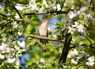 Trush nightingale singing in a nesting plot in an old apple orchard in the city center