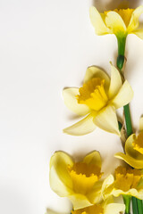 Spring flowers border on white paper flat lay. Stylish floral greeting card. daffodil, Narcissus flowers Hello spring. White spring flowers on light background. Happy womens day and mothers day.