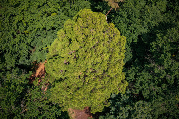 aerial view on a giant sequoia in the forest of Fontainebleau