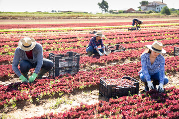 Team of workers harvests red lettuce on the field