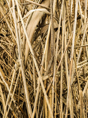 
background texture kamish plants nature