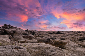 Obraz premium Moss in sunset