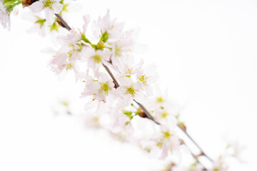 白の背景の桜