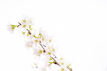 白の背景の桜