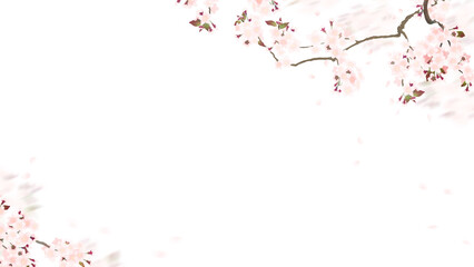 Oriental white background material using cherry blossoms