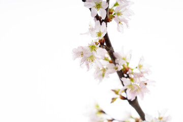 Fototapeta na wymiar 白の背景の桜