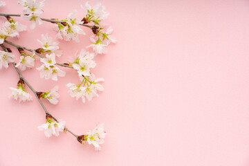 Fototapeta na wymiar ピンクの背景に置いた桜
