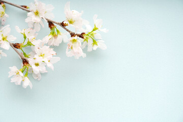 水色の背景に置いた桜
