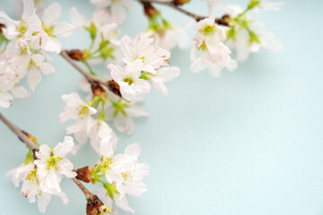 水色の背景に置いた桜