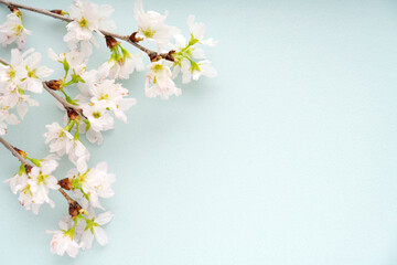 水色の背景に置いた桜