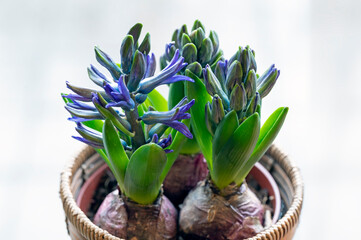 Blue hyacinth flowers emerge from new green leaves heralding the arrival of spring