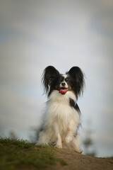 Papillon is sitting in the grass. It is autumn portret.