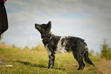 Puppy of mudi is standing in summer nature. She is so pretty dog.