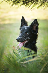 Portrait of dog puppy mudi. She is so nice dog.