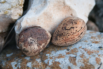 A pair of brown, ripe almond fruits still in their shell rest on a rock after falling from a tree. 