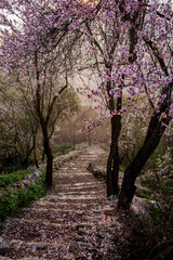 A stone staircase peppered with fallen blossoms winds through a quiet forest of pink, blossoming...