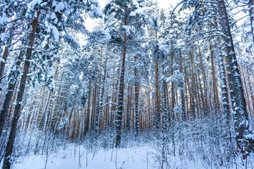 winter, sunny forest of the Urals