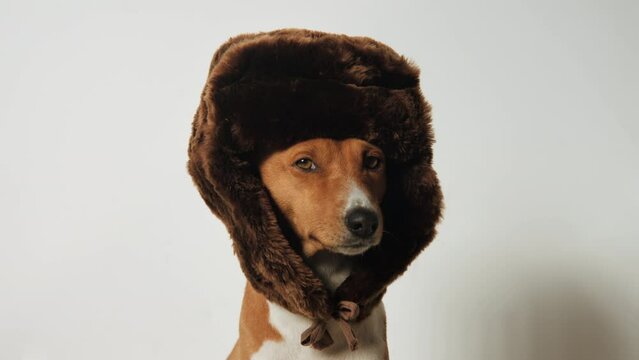 Cute and funny dog in big oversized fur hat look at camera. Puppy on white isolated background blink and wait