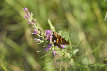 A closeup of a silver-spotted skipper on purple flowers in a field with a blurry background