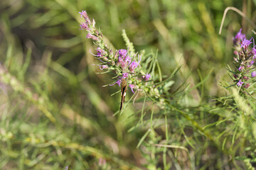 A closeup of a silver-spotted skipper on purple flowers in a field with a blurry background