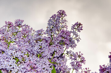 Lilac blossoming branches, Selective focus