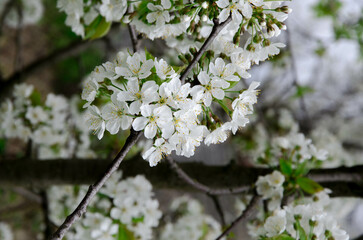Blooming apple tree in spring time.