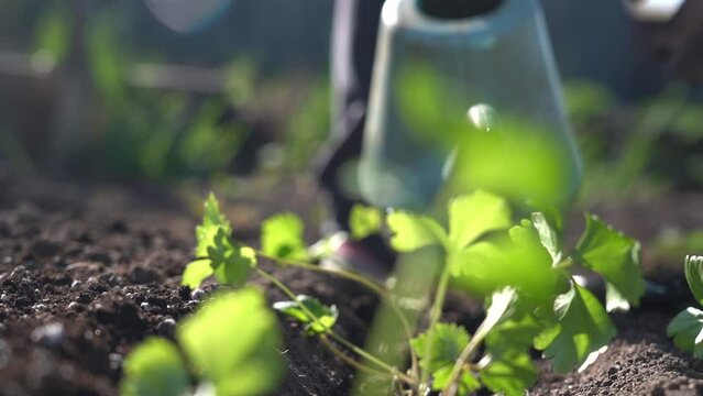 Plant the green young seedlings into the ground with your hands