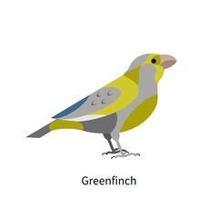 Greenfinch profile with multicolored plumage. Small European bird. Stylized multi colored feathered Chloris. Flat vector illustration isolated on white background
