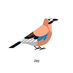 Jay with multicolored plumage, profile. Multi colored feathered wild forest bird, side view. Eurasian woods fauna. Garrulus glandarius. Flat vector illustration isolated on white background