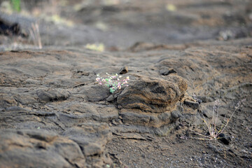 Lave- und Vulkanschefeld - Landschaft bei Hella nahe dem Vulkan Hekla in Island