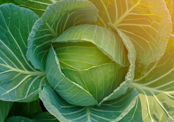 Fototapeta premium top view fresh green brassica oleracea var on nature background, nature, vegetable, food, health