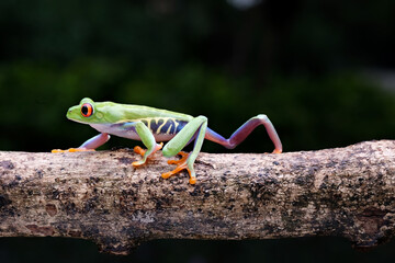 A cute red eyed frog is walking on a tree branch
