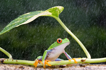 A cute red eyed frog is standing on a tree branch