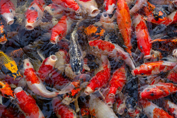 Colorful carp are swimming in the water causing ripples on the water surface around the inside of the pond.