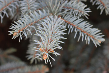 Naklejka na ściany i meble Branches of Picea pungens with brown cones. Colorado blue spruce with cones