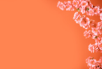 Naklejka premium Spring Festival flowers poster background material