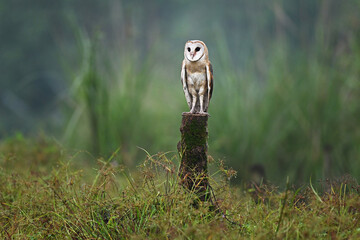 Owl perched on a tree branch