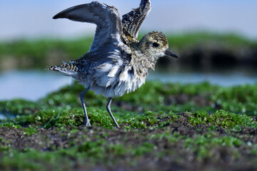 bird on the ground golden plover standing on rock. Pluvialis fulva. Golden plover.