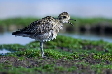 Pacific golden plover standing on rock. Pluvialis fulva. Golden plover.