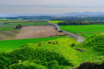 Cows, and the landscape of Jezreel valley countryside
