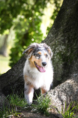 Puppy of australian shepherd is running in the nature. Summer nature in park.