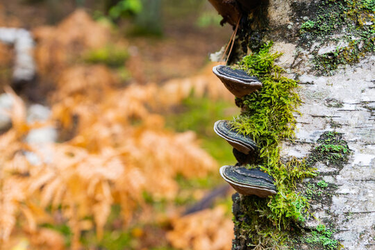Phellinus igniarius or trivialize fungus on the tree trunk. It is fungus of family Hymenochaetaceae. This mushroom is a tinder parasitic on trees. Common names are willow bracket and fire sponge