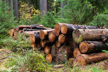 Wet logs of utilized and sawn tree trunks are stacked in rows on the ground in the autumn rainy...