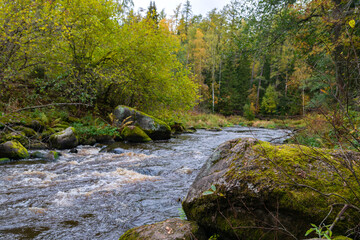 Fototapeta na wymiar Forest landscape. A fast stream with rapids on the background of an autumn forest. On the banks of the stream there are large boulders densely covered with moss